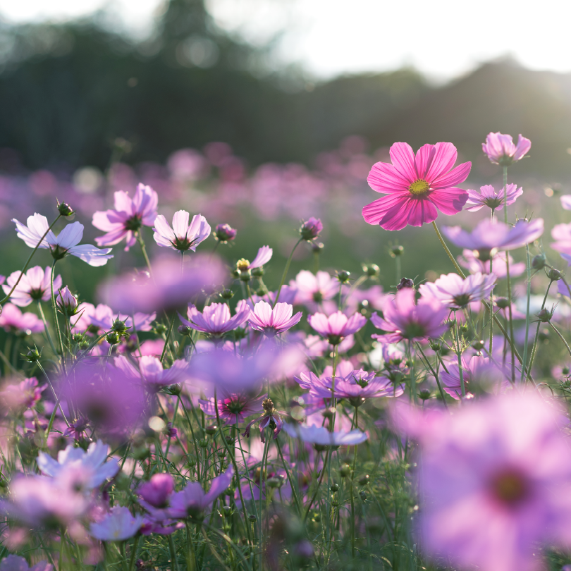 Marzo: Un Mese di Promesse, Celebrazioni e Momenti Condivisi