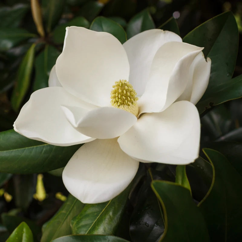 Magnolia assoluta: la nuova fragranza che celebra l’arrivo della primavera