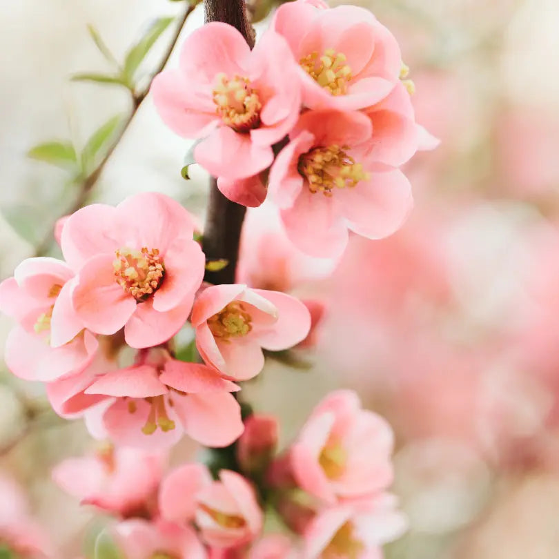 Profumatori per ambiente: le fragranze primaverili che rinnovano la tua casa