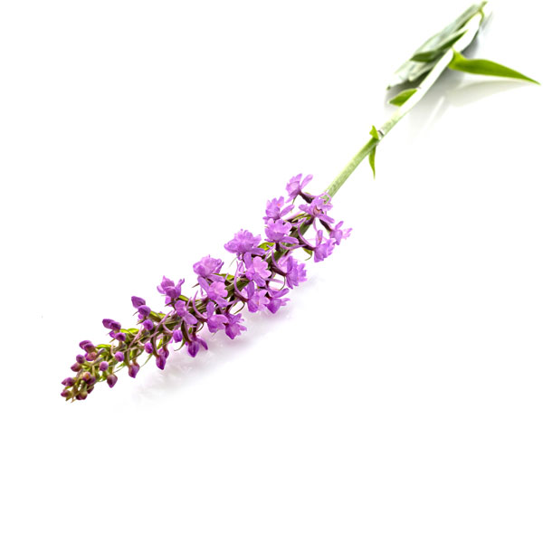 orchidea selvatica viola