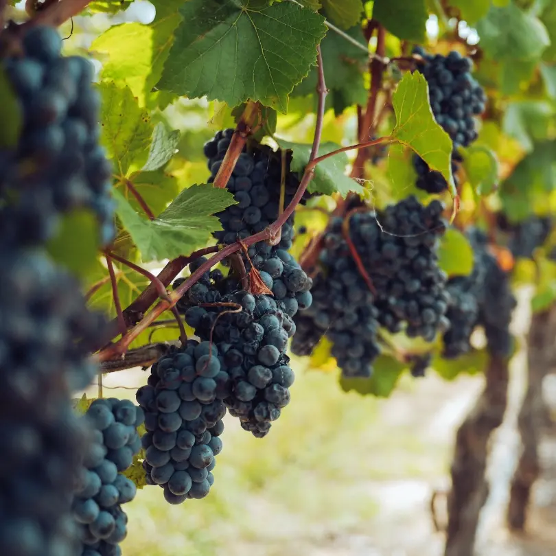 La vendemmia: il rituale antico che ispira i profumatori per ambienti della collezione Rosso 500