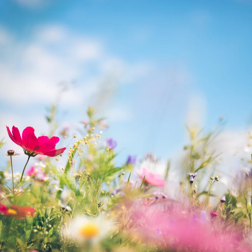 The best home fragrances for spring/summer 2025